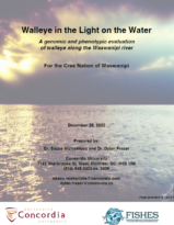Walleye-report-CreeNationWaswanipi_dec2022